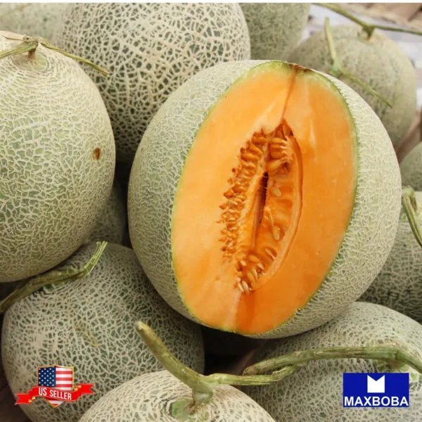 Non Gmo 140+ Melon Seeds Honey Rock Heirloom Vegetable Garden
