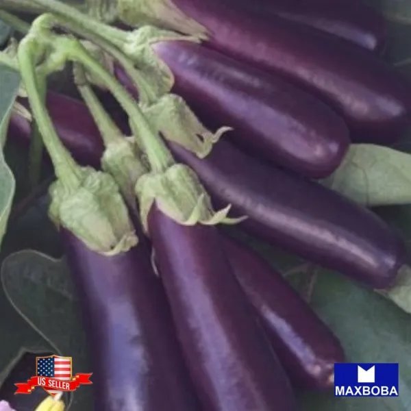 Non Gmo 450+ Eggplant Seeds Long Purple Heirloom Garden