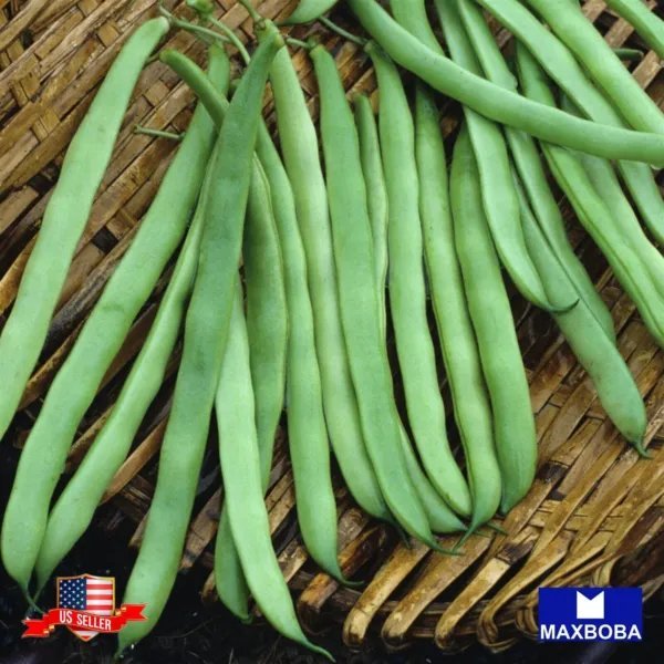 Non Gmo 04+ Provider Bean Seeds Bush Organic Heirloom Garden