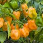 Orange Habanero Pepper Seeds 20 Seeds Hot Hot 350000 Scoville Garden