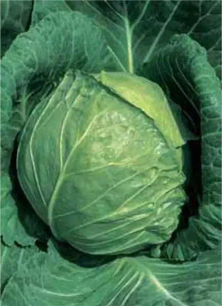 Late Flat Dutch Cabbage Seeds 10 Inch Green Globe Excellent Keeper 150/Pkt Garden