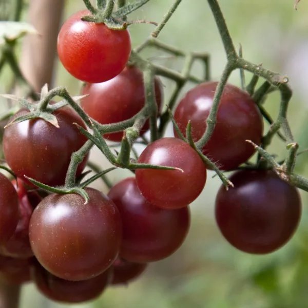 Chocolate Cherry Tomato Seeds Fancy Rich / Tangy Flavor Beautiful Garden