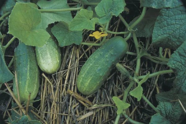 "" Bush Pickle "" Cucumber Seeds Bush Type Short Growing Season Container Garden