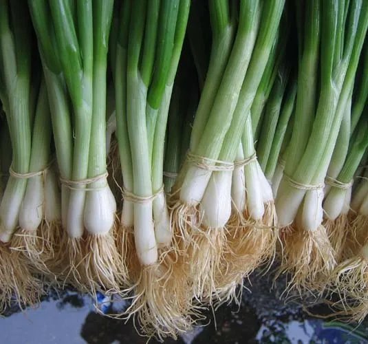 Tokyo White Bunching Onion Seeds 100 Count Pkt. Mild Crisp Sweet Garden