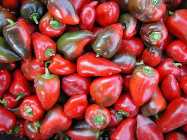 Pimento L Sweet Pepper Seeds Heart Shaped Peppers 100 Count Pkt. Garden