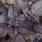 Dark Opal Basil Bulk 1000 Seeds Gourmet Culinary Garden