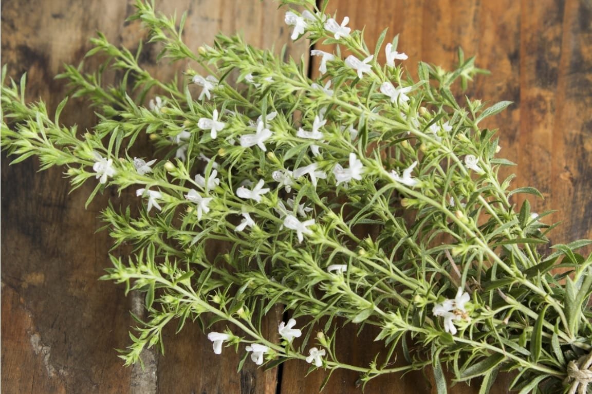 Savory Herb Bulk 1000 Seeds Gourmet Garden