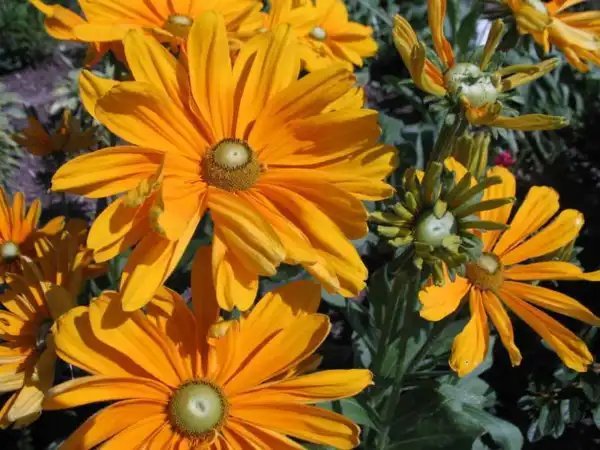 Rudbeckia Irish Spring Ideal For Cutting Good Vase Life Garden