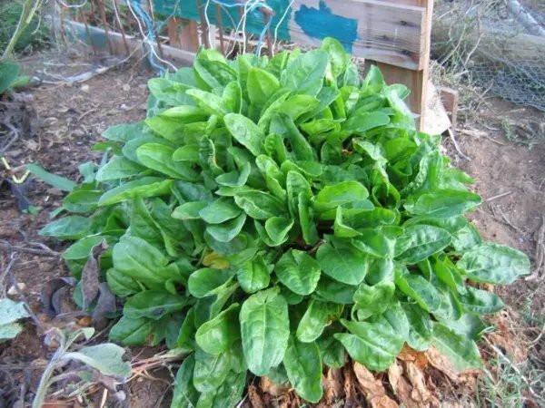 Sorrel 100 Seeds Tastes Like Wild Strawberries Garden