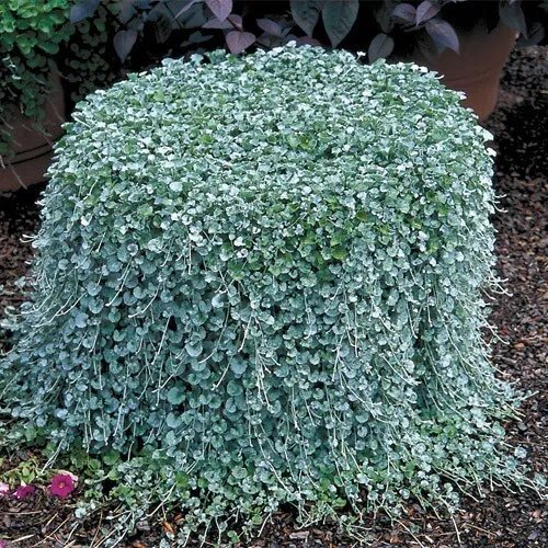 Dichondra Seeds Silver Falls Ground Cover Seeds 25 Seeds Garden
