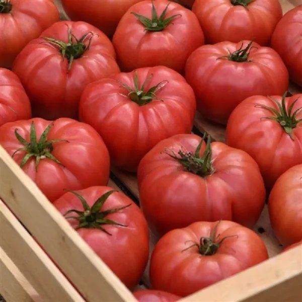 Tomato Blushing Star 25 Tomato Seeds Beefsteak Tomato Garden