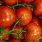 Tomato Seeds 50 Jet Star Tomato Seeds Slicing Tomato Garden