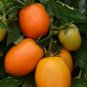 Tomato Sunrise Sauce 25 Seeds Paste Tomato Seeds Garden
