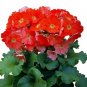 Primrose Seeds Primula Obconica Original Dark Orange 50 Seeds Garden