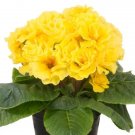 Primula Seeds Acaulis Paradiso Double Yellow 25 Primrose Seeds Garden