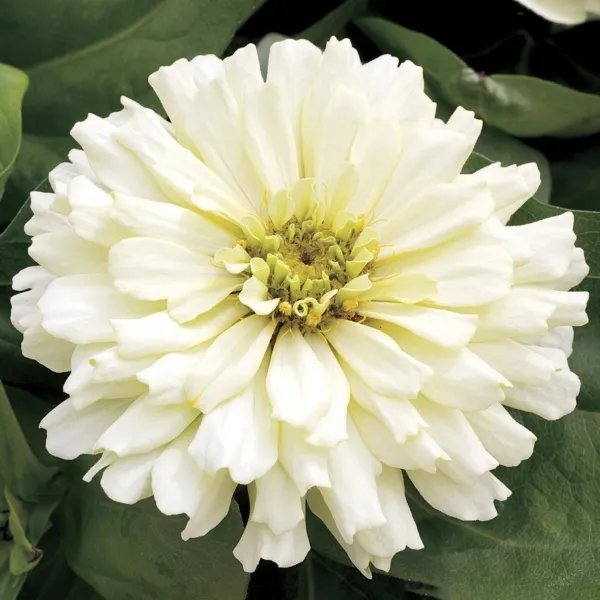 Zinnia Seeds Zinnia Short Stuff White 25 Flower Seeds Garden