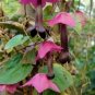 Rhodochiton Bell Vine Seeds Purple Bell Vine 25 Seeds Garden