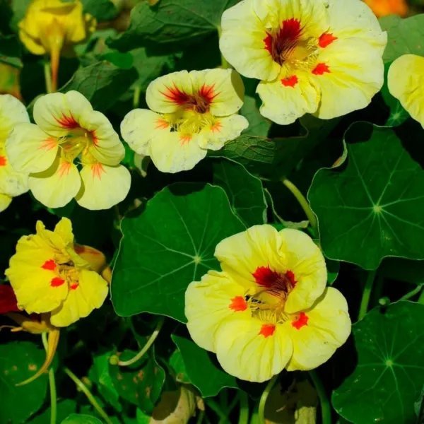 Nasturtium Seeds 50 Seeds Nasturtium Melba Peach Garden