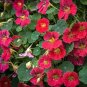 Nasturtium Seeds 25 Nasturtium Tip Top Rose Seeds Garden