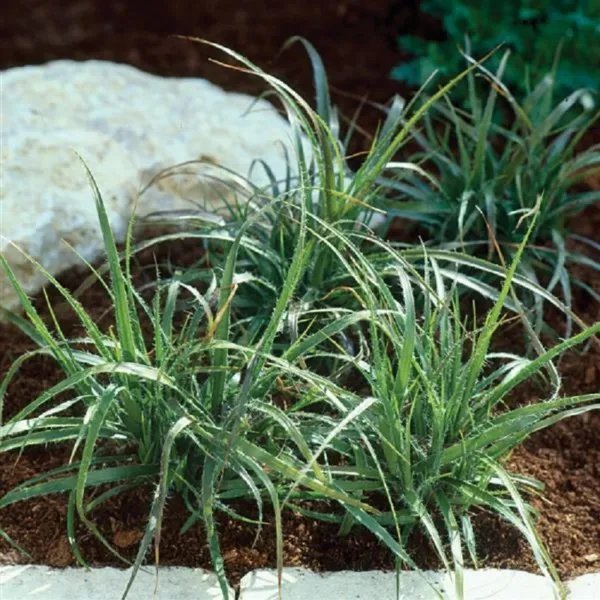 Ornamental Grass Seeds 25 Multi Pelleted Seeds Luzula Color Grass Lucus Garden