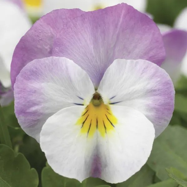 Viola Seeds Viola Deltini Rose Pink 50 Seeds Scented Viola Garden