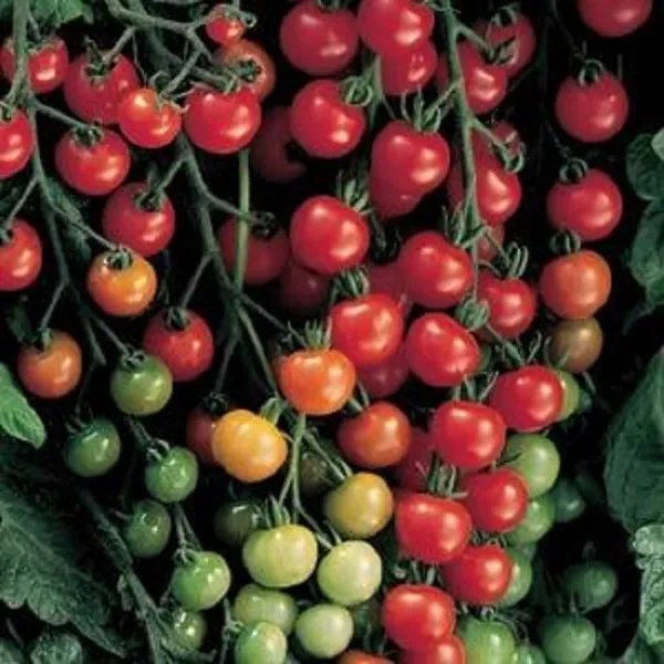 Tomato Seeds Super Sweet 100 Tomato 25 Seeds Garden
