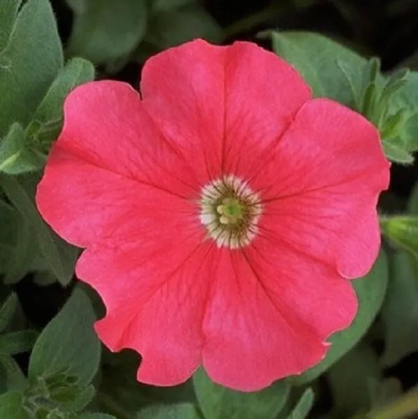 Petunia Seeds Petunia Explorer Coral 25 Pelleted Seeds Garden