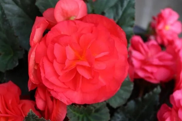 Trailing Begonia Seeds Limitless Rose 15 Pelleted Seeds Garden
