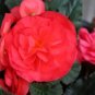Trailing Begonia Seeds Limitless Rose 15 Pelleted Seeds Garden