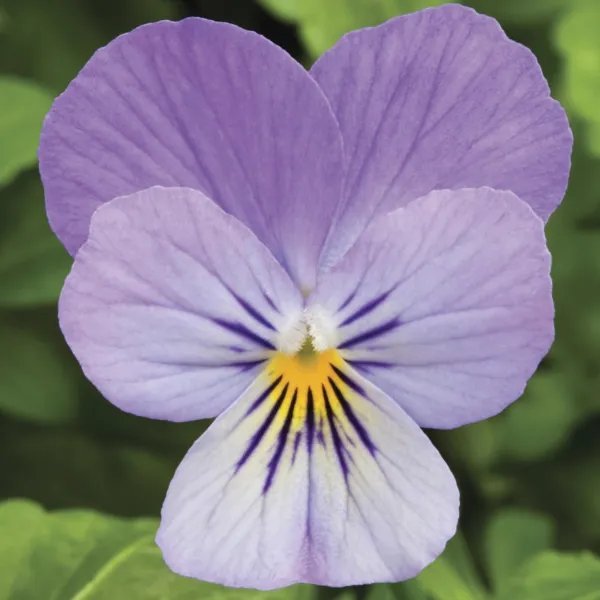 Viola Seeds Viola Endurio Lavender 50 Flower Seeds Garden