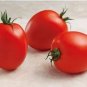 Tomato Seeds Tomato Namib Variety 25 Seeds Roma Tomato Garden