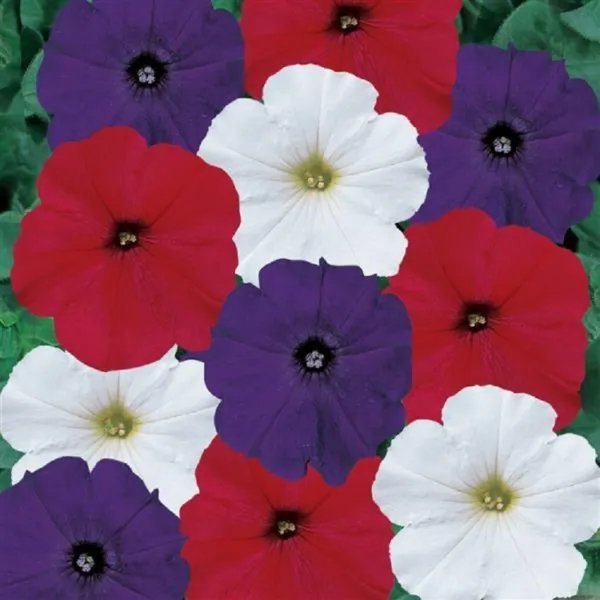 Pelleted Petunia Seeds Madness Old Glory 50 Pelleted Seeds Garden