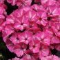 50 Phlox Seeds Phlox Grammy Pink And White Garden