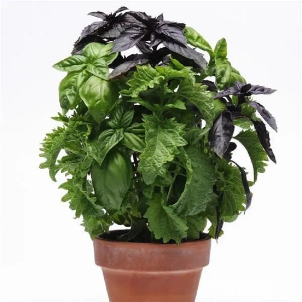 Herb Seeds 15 Multi Pelleted Simply Herbs Trybasil Pellets 3 Herbs In One Pellet Garden