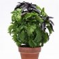 Herb Seeds 15 Multi Pelleted Simply Herbs Trybasil Pellets 3 Herbs In One Pellet Garden
