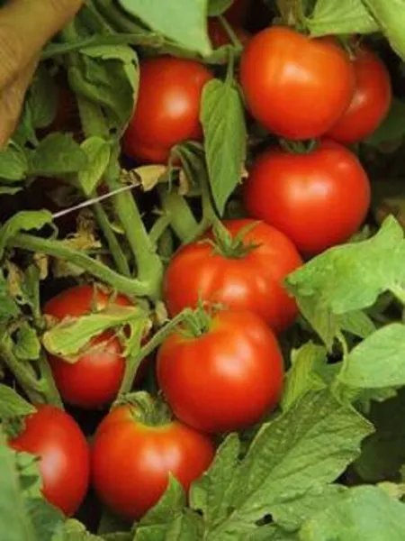 50 Tomato Seeds Tomato Early Doll Tomato Slicing Tomato Garden