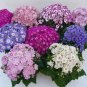 Cineraria Seeds 25 Ceineraria A Plant Mix Seeds Pericallis Seeds Garden