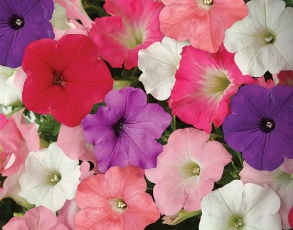 Mpb13 Petunia Easy Wave Mix Wave 25 Pelleted Petunia Seed Garden