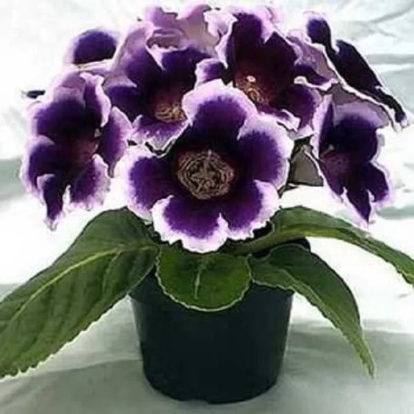 Non Pelleted Gloxinia Seeds Gloxinia Avanti Blue And White 25 Seeds Garden