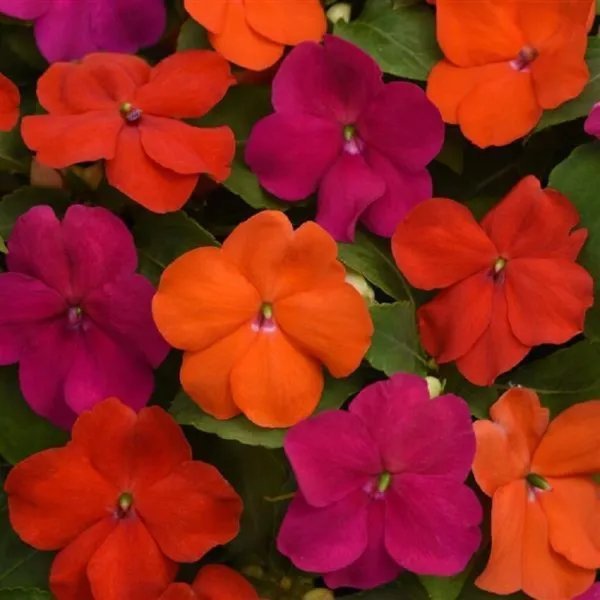 Impatiens Seeds 50 Beacon Sanibel Mix Walleriana Garden