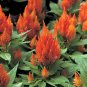 Celosia Seeds 50 Seeds Celosia Castle Orange Cocks Comb Seeds Cut Flower Garden