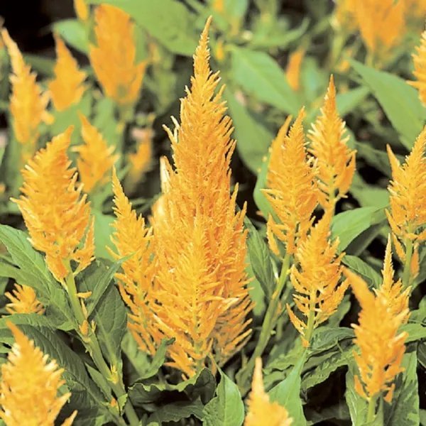 Celosia Seeds 50 Seeds Celosia Castle Yellow Cocks Comb Seeds Cut Flower Garden