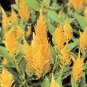 Celosia Seeds 50 Seeds Celosia Castle Yellow Cocks Comb Seeds Cut Flower Garden