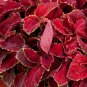 Mpb 1 Coleus Seeds 50 Seeds Fairway Red Velvet Flower Seeds Garden