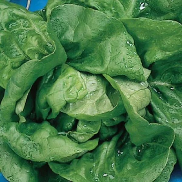 Mpb 11 Buttercrunch Lettuce Seeds Butter Crunch Seed 3000 Seeds Garden
