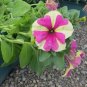 Bin 2R6D1 Petunia Seeds 15 Pelleted Sophistica Lime Bicolor Petunia Seeds Garden
