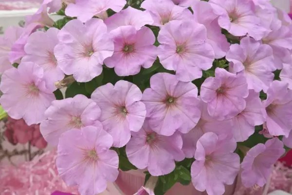 Bin 2R6D8 Petunia Trilogy Pink Lips Trailing Petunia 25 Pelleted Petunia Seeds Garden