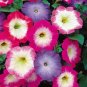 Petunia Seeds 50 Pelleted Seeds Merlin Morn Mix Garden