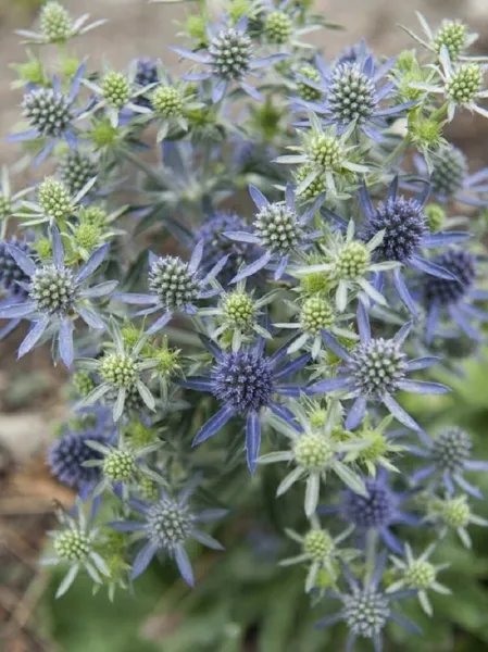 Eryngium Seeds Blue Hobbit 50 Seeds Sea Holly Seeds Garden