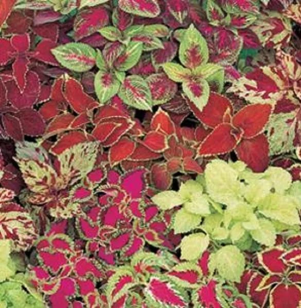 Mpb 1 Coleus Seeds 50 Seeds Fairway Mix Flower Seeds Garden
